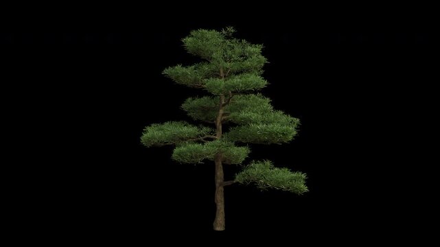 Buddhist Pine Tree Swaying in Wind Loop Animation with Alpha Channel. Wind Blows The Yew plum pine Tree. Podocarpus macrophyllus Tree Leaves Swaying Loop Animation. Tree Branches Moving in Breeze