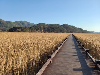 Obraz premium Long wooden boardwalk through a vast golden reed field under a clear blue sky, perspective view.