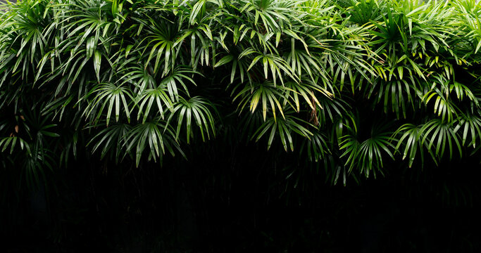 Dense Green Leaves of Lady Palm Bush with Dark Background