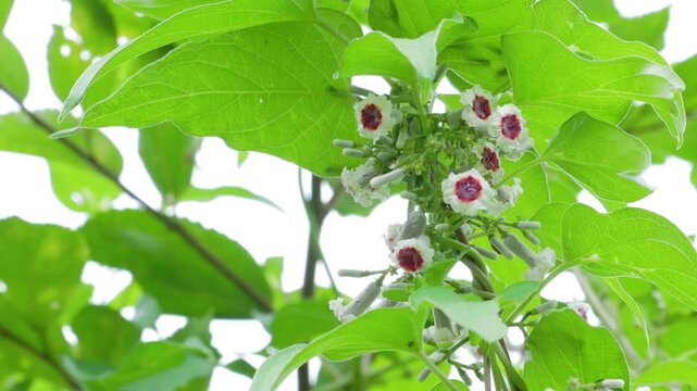 新緑に咲くヘクソカズラの花