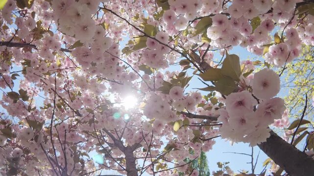 Fly upward amid the white flowers between branches of cherry blossom, backlight, POV video. White-pink, double flowers of Japanese cherry tree (Prunus serrulata Alba) are in full bloom