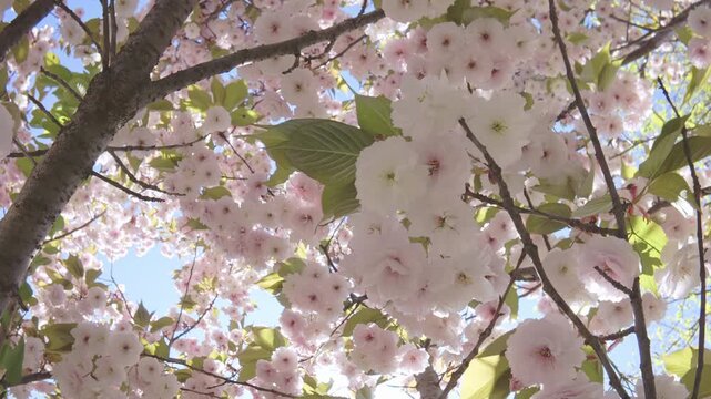 Close-up of a flight down between white flowers within a cherry blossom, backlit, POV video. White-pink, double flowers of Japanese cherry tree (Prunus serrulata Alba) are in full bloom