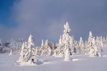 Winter snow-covered trees in the Ural mountains