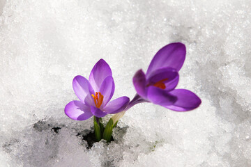 Spring crocus in the snow, lit by the sun