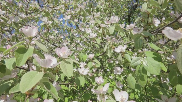 First-person view of flying forward within a flowering Quince tree, Cydonia oblonga amid bright white flowers and green foliage on a sunny spring day, close-up
