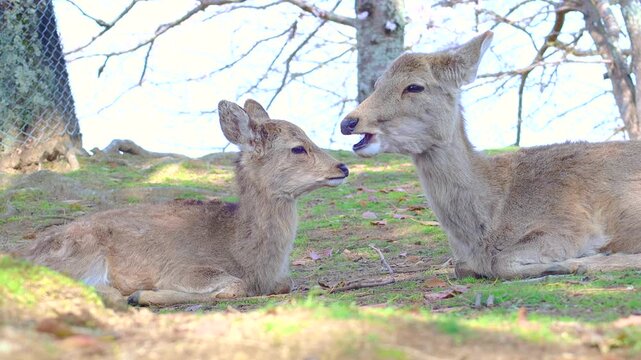 奈良公園の鹿