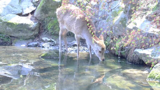 奈良公園の鹿