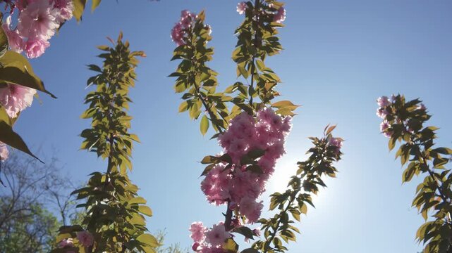 Moves down from the top of crown of a cherry blossom tree covered in pink flowers, against a blue sky, movement between the branches, bottom-up view, backlit by the sun with sun glare on the lens