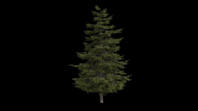 Douglas fir Tree Swaying in Wind Loop Animation with Alpha Channel. Wind Blows The Columbian pine Tree. Pseudotsuga menziesii Tree Leaves Swaying Loop Animation. Tree Branches Moving in Breeze
