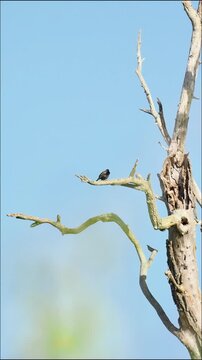 &Eacute;tourneaux sansonnets (Sturnus vulgaris) perch&eacute;s sur un arbre mort, comportement gr&eacute;gaire en milieu naturel