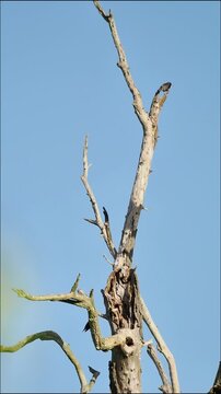 &Eacute;tourneaux sansonnets (Sturnus vulgaris) perch&eacute;s sur un arbre mort, comportement gr&eacute;gaire en milieu naturel