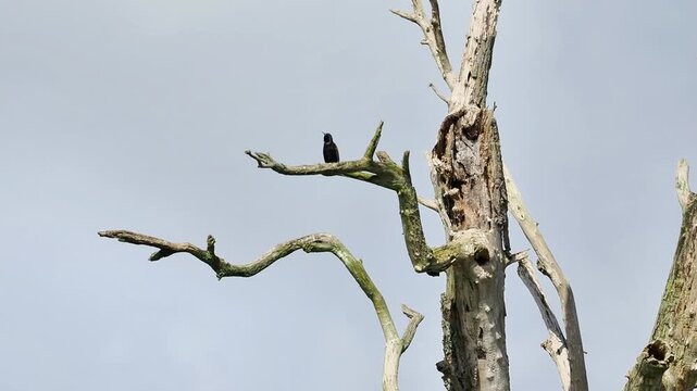 &Eacute;tourneaux sansonnets (Sturnus vulgaris) perch&eacute;s sur un arbre mort, comportement gr&eacute;gaire en milieu naturel