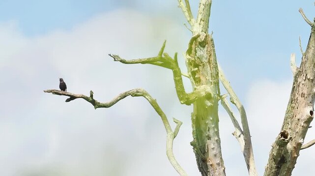 &Eacute;tourneaux sansonnets (Sturnus vulgaris) perch&eacute;s sur un arbre mort, comportement gr&eacute;gaire en milieu naturel