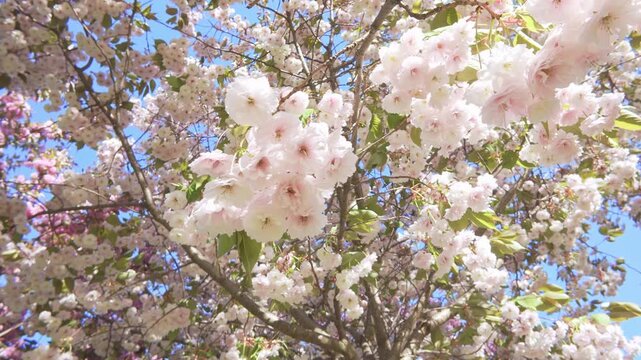 View from below of white-pink double flowers on cherry blossom against sky on a bright sunny day in backlit by the sunlight, Camera rotation