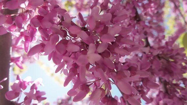 Close-up of the branches of a blooming Cercis Redbud tree covered with pink-purple flowers swaying in the wind, Sunrays break through inflorescence, in a blue sky background, backlit by the sun 