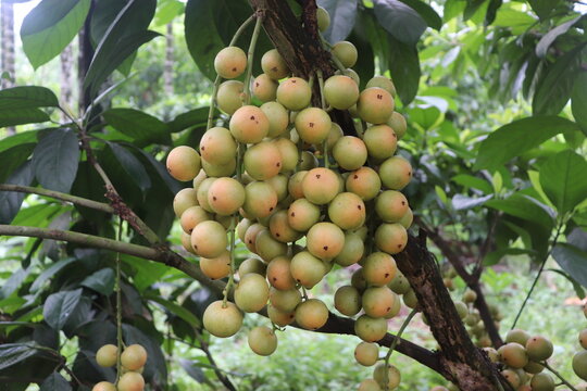 Baccaurea motleyana (Rambai Fruit) Close Up View