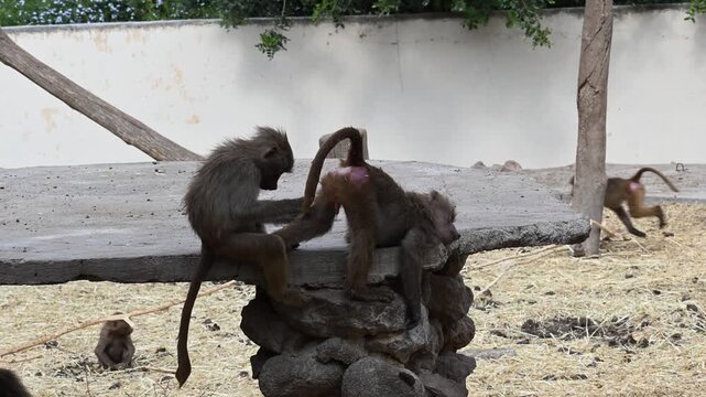 PAIR OF BABOONS PICKLING THEMSELVES