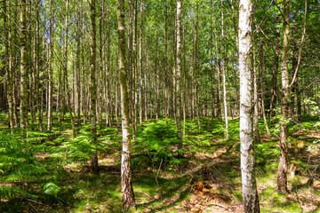 Fototapeta premium Birch tree forest with green ferns in bright sunlight