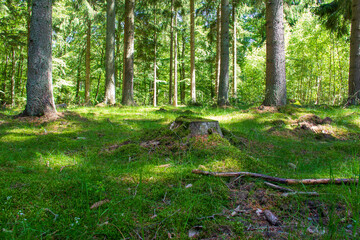 Old tree stump in a lush green sunlit forest glade © Michael Persson