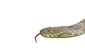 Naklejka premium A close-up profile shot of a snake, isolated against a transparent background, with its tongue extended. (Natrix tessellata)
