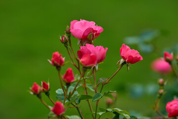Fototapeta premium Field, plants and roses in empty garden for bloom in countryside environment for botany. Eco friendly, spring flowers and bunch of floral petals for outdoor landscape in nature for growth in season.