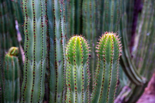Close-up of green cactus plants showcasing natural textures and patterns in a desert environment.