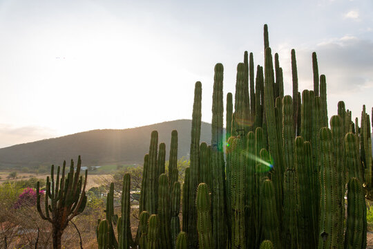 Cactus landscape under natural sunlight highlighting desert vegetation and scenic outdoor environment.