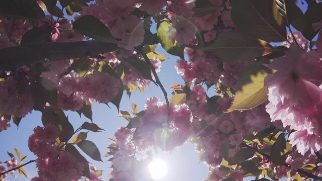 Flying backwards inside the Japan cherry tree, her pink flowers sway in the wind against the blue sky on a sunny day, backlit by the sun with sun glare on the lens, bottom-top view