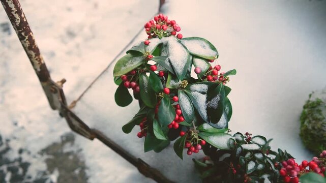 Cotoneaster plant with vibrant red berries and green leaves covered in fresh white snow winter