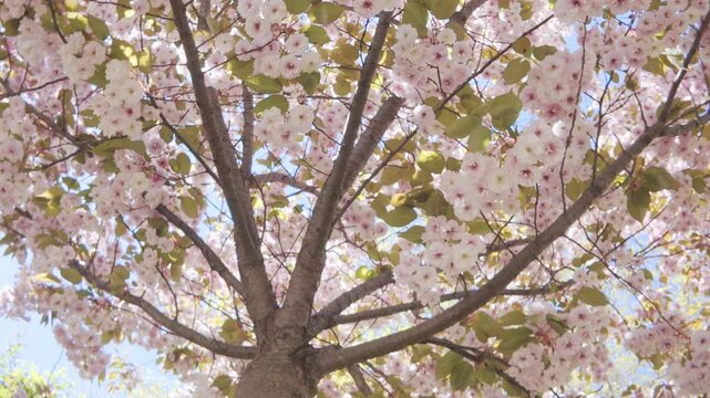 Bottom-top view on Cherry blossom with white-pink flowers against a blue sky on a sunny day background, circular motion