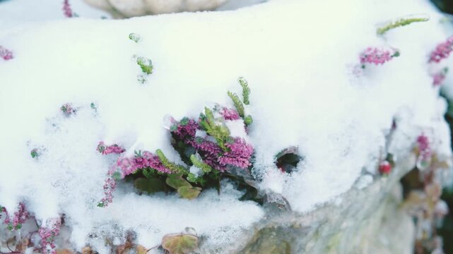 Winter Heath plant showcasing delicate pink flowers beneath a blanket of fresh white snow