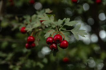 Obraz premium Red berries on a branch. Natural background, rowan berries. Autumn forest red berries on a branch. Close-up of ripe winter fruits of red hawthorn with a natural background.