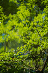Fototapeta premium Vibrant green leaves dance upon the gentle surface of a sparkling lake in midday sunlight