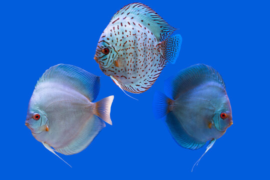 A various type of solid blue discus fish(Symphysodon aequifasciatus)