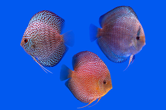 A various type of Spotted discus fish(Symphysodon aequifasciatus)
