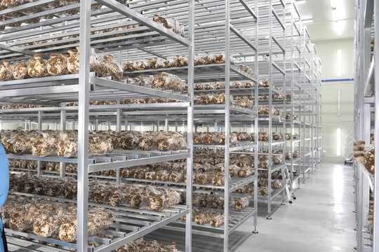 Mushroom caps sprouting on mushroom substrate, stored on racks