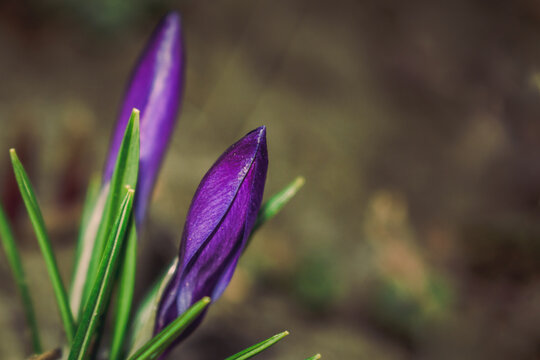 Two purple crocus flower buds emerging from the ground in early