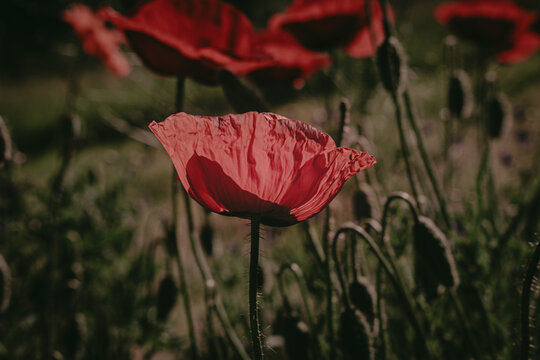 Dramatic red poppy close-up on dark moody background