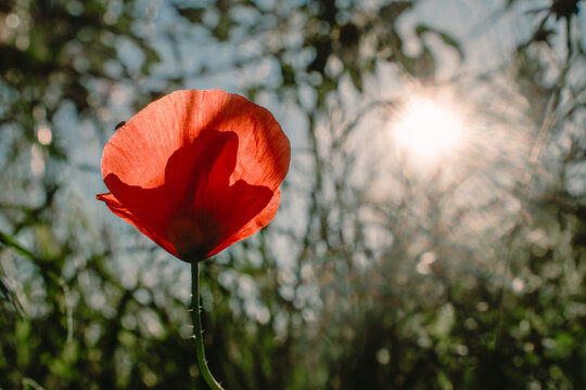 Red poppy flower in a summer field under bright sunlight.