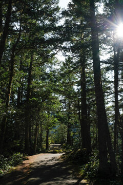 Sunlight bursts through tall trees on lush hiking trail in Washington