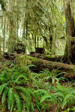 Green ferns and moss in Washington rain forest
