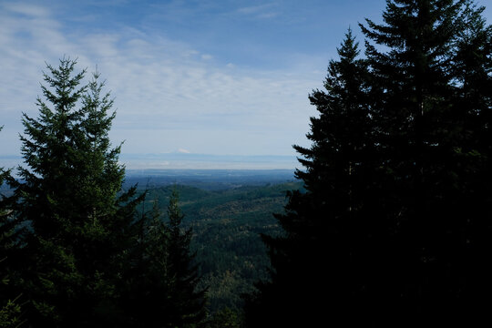 Blue Mountains framed by lush green trees in Pacific Northwest