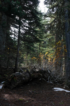 Fallen tree with dappled sunlight in Pine forest