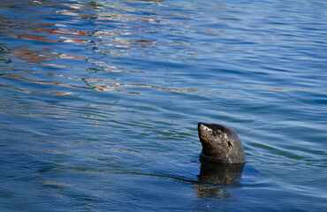 Naklejka premium Spy hopping southern sea lion in the ocean