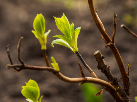 Fresh green leaves blooming on a branch in the garden during spr