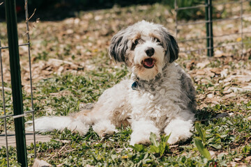 Fototapeta premium Dog sits in backyard garden sunshine on a spring morning