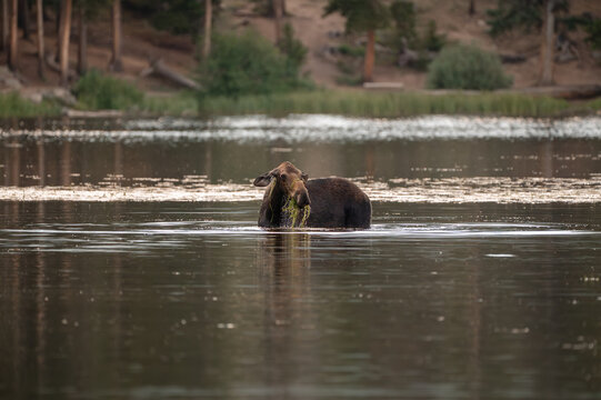 Large moose cow wading in mountain lake Rocky Mountain National Park
