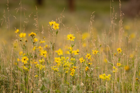 Field of wild yellow heart-leaved arnica flowers blooming in summer