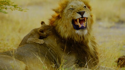 A majestic male lion shows his teeth while yawning as a tiny cub rests comfortably on his back in the golden light of the african savanna where the pair shares a quiet moment in the wild habitat. © Goshashka