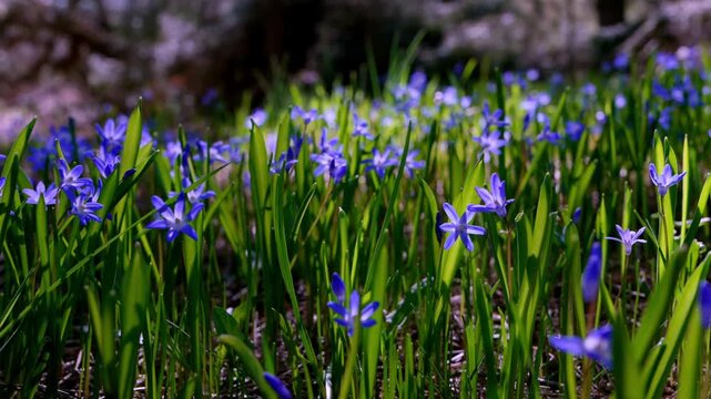 First spring flowers blooming in nature. Beautiful Blue squill, Chionodoxa luciliae, or Scilla luciliae, flowers in close view, delicate petals, fresh seasonal background and natural beauty concept.